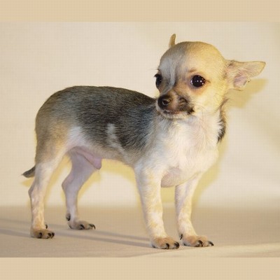 Een vrouw en een man Chihuahua pups op zoek naar een nieuwe thuis.