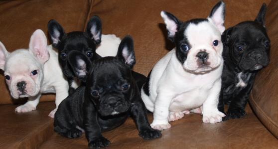 Franse Bulldog pups