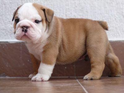 English Bulldogs pupps