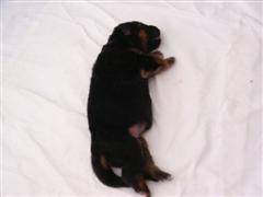 Te koop Duitse Herder pups