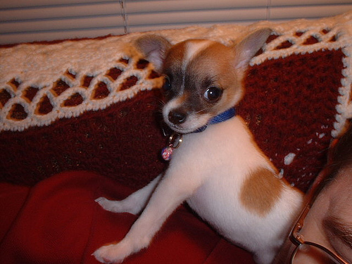 Chihuahua pups voor aanneming