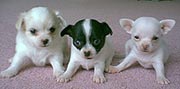 Chihuahua pups te koop