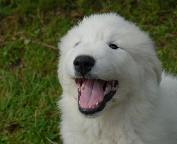 PYRENEESE BERGHOND pups