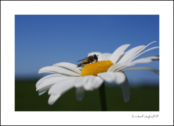 Fotograaf Leeuwarden Friesland