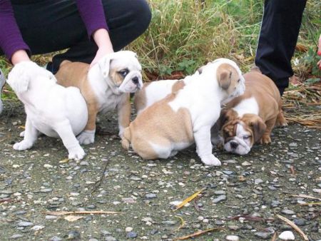 Opgeleid Engels bulldog pups beschikbaar