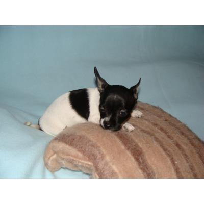 Supermooie chihuahua puppies