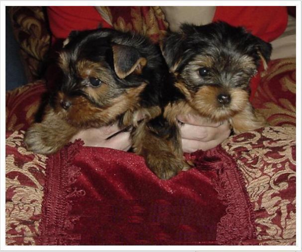 Yorkies pups voor adoptie