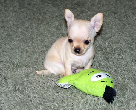 Chihuahua pups te koop