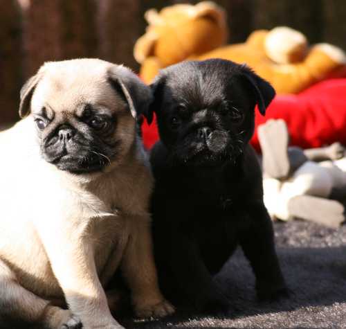 Mops pups te koop