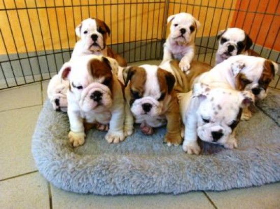 Engelse bulldog pups